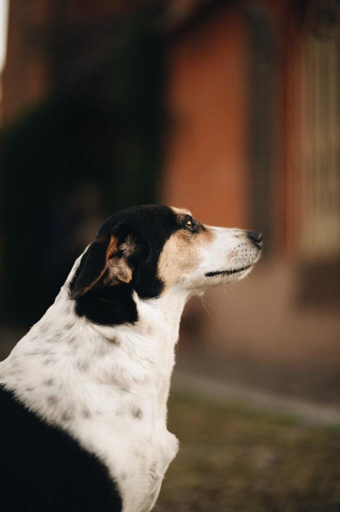 Jackie our dog. The Balsamic Village is pet friendly
